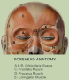 foreheadanatomy.png