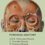 foreheadanatomy.png
