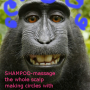 monkeyshampoo.png