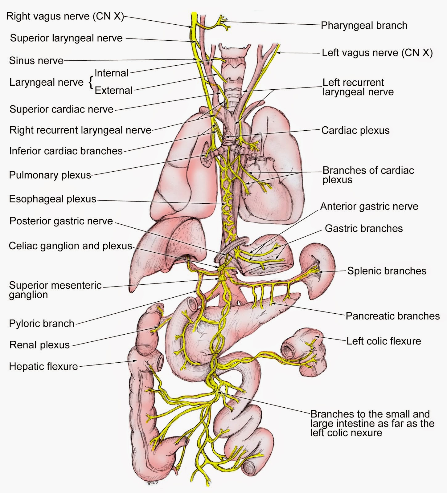 vagus nerve image